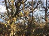It’s been a very wet Winter at the Gearrchoille Community Wood Ardgay . Watch out for signs of Spring in the woods, such as hazel catkins and frog spawn
