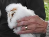 In this difficult year, this family of barn owls in a small copse next to our house has brought us so much enjoyment
