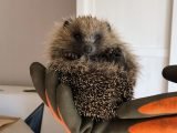 Hedgehogs in the Highlands have found new friends in Adrian and Nicky Knight who have created Highland Hedgehogs.