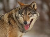Gaelic, Norse, Brittonic? A look into the history and origins of place-names around our area. In Gaelic cù means ‘dog’ while madadh may mean ‘dog’, ‘fox’ or ‘wolf’.