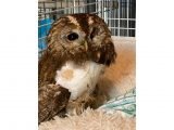 This avian crisis centre has 31 years of experience in bird care and is specialised in beak reconstruction and broken wing rehabilitation.