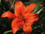 Cut flowers can generate serious carbon emissions because of refrigeration and long-haul transport. Why not try growing them in your garden?