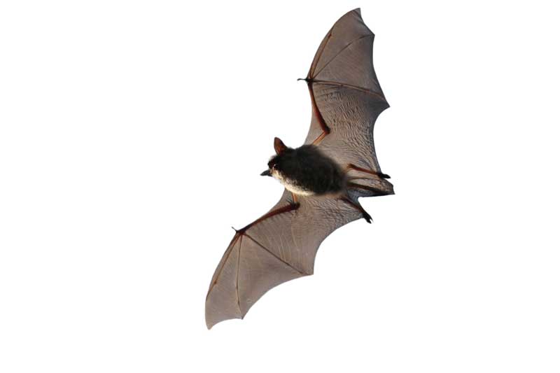 Bats in Sutherland  