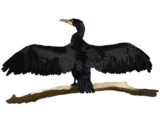 Cormorant. Poem by Dave Goulder. A ragged flag on a rock or wreck, anything that pierces the surf from below allowing a hold for flat...
