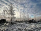 Larch, a favourite with squirrels, birds, and moths can be found on forestry land all around our area. Photo by David Baker