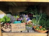 Community gardener Gordon built a wee Veg Shed to help distribute healthy, locally grown produce, and to reduce food waste.